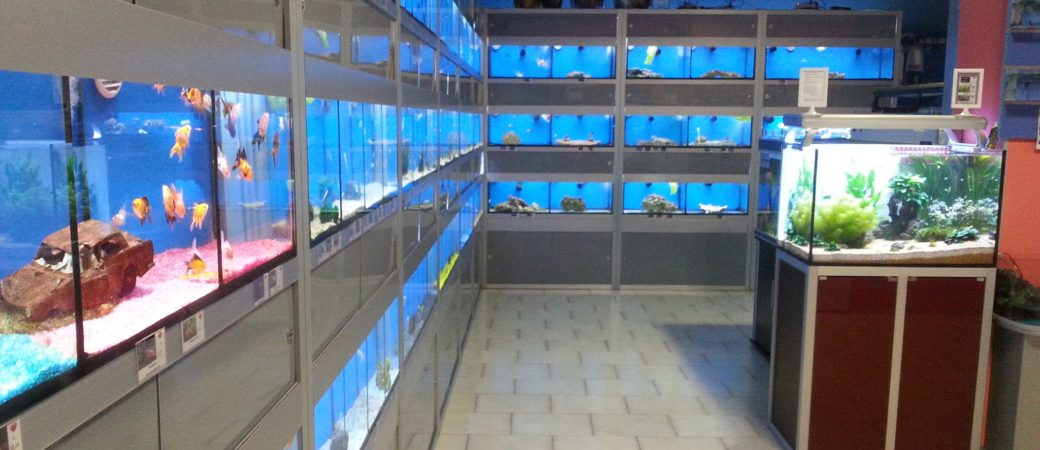 Negozio esposizione